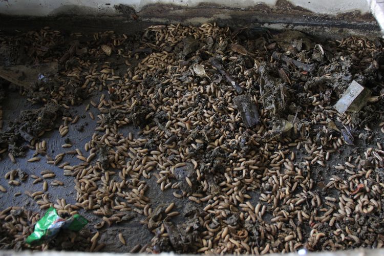 ITB Kembangkan Pepton dari Maggot untuk Kurangi Ketergantungan Impor