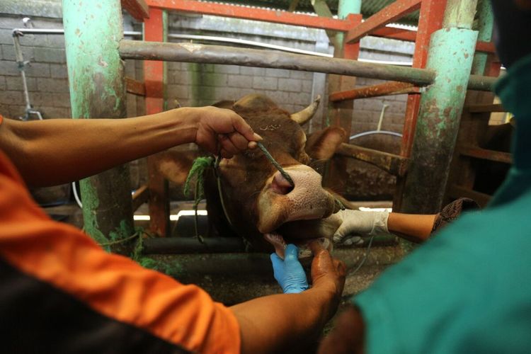 4.188 ekor hewan ternak di Kabupaten Bandung Positif PMK. Penularan PMK di Kabupaten Bandung sudah mencapai 29 Kecamatan dan 69 Desa.