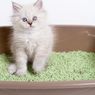 Mengapa Kucing Tidak Mengubur Kotorannya di Kotak Pasir? 
