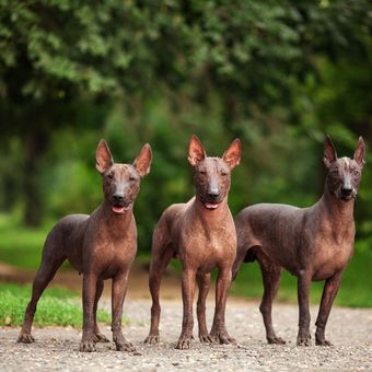 Ilustrasi ras anjing Xoloitzcuintli. 