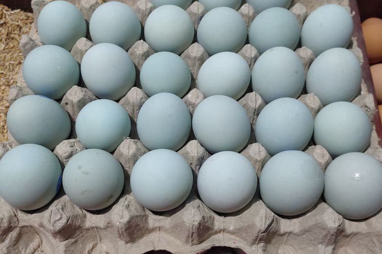 Ilustrasi telur bebek.