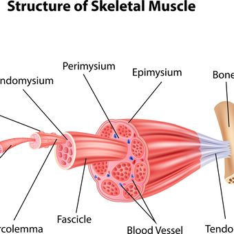 Sebutkan dan jelaskan klasifikasi otot pada manusia