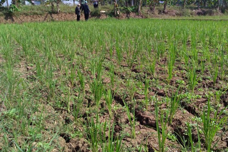 Lahan pertanian Desa Wlahar Wetan, Kecamatan Kalibagor, Kabupaten Banyumas, Jawa Tengah, mengering, Kamis (20/6/2019).