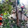 25 Rumah di Grobogan Rusak akibat Angin Kencang