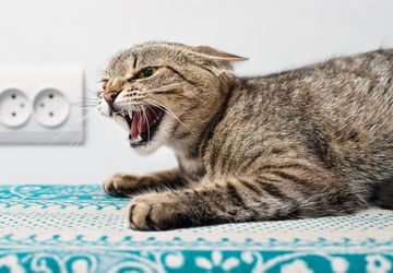 Tanda dan Penyebab Kucing Terkena Rabies, Ini Kata Dokter Hewan