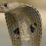 Ilmuwan Temukan Kerajaan 4 Spesies King Cobra di Wilayah Asia, Salah Satunya Indonesia