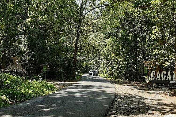 Hutan Darupono Kaliwungu Selatan Kendal. KOMPAS.COM/SLAMRT PRIYATIN