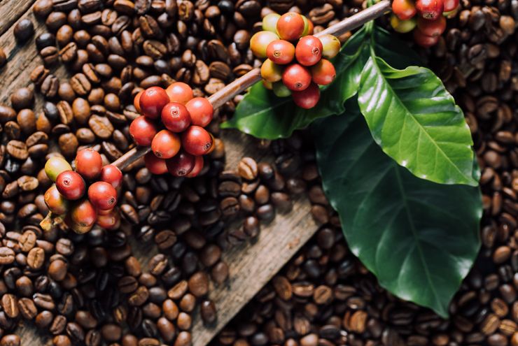 Mungkinkah Indonesia Jadi Pusat Kopi Global?