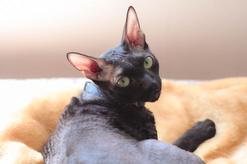 8 Ras Kucing dengan Mata Besar yang Bikin Gemas