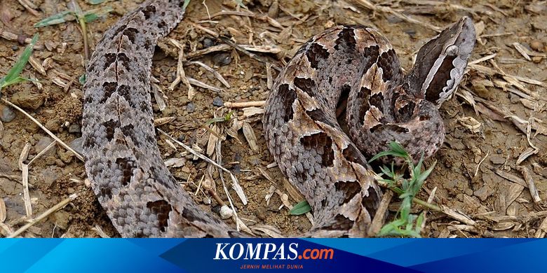 Mehmon ishchilar bilan jinsiy aloqa