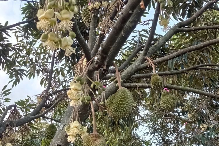 Bunga durian musang king sudah mekar di Tana Durian Klaten, nantinya akan tumbuh menjadi buah.