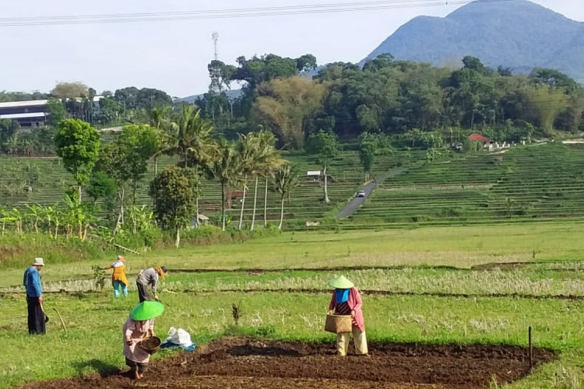 Buruh tani di Sumedang tengah mengolah lahan pertanian milik petani di Desa/Kecamatan Cisarua, Sumedang, Jawa Barat, Selasa (29/1/2019).