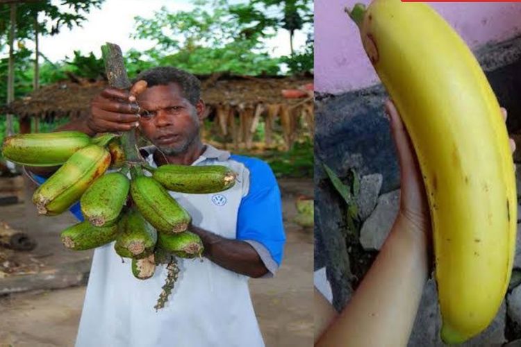 Penampakan pisang raksasa asal Arfak, Papua
