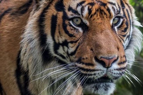 Konflik Harimau dan Manusia di Aceh, Turun ke Permukiman dan Warga Takut Keluar Rumah