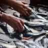 Ribuan Ikan di Ranu Klakah Lumajang Mabuk dan Mengapung, Warga Berebut Menangkap