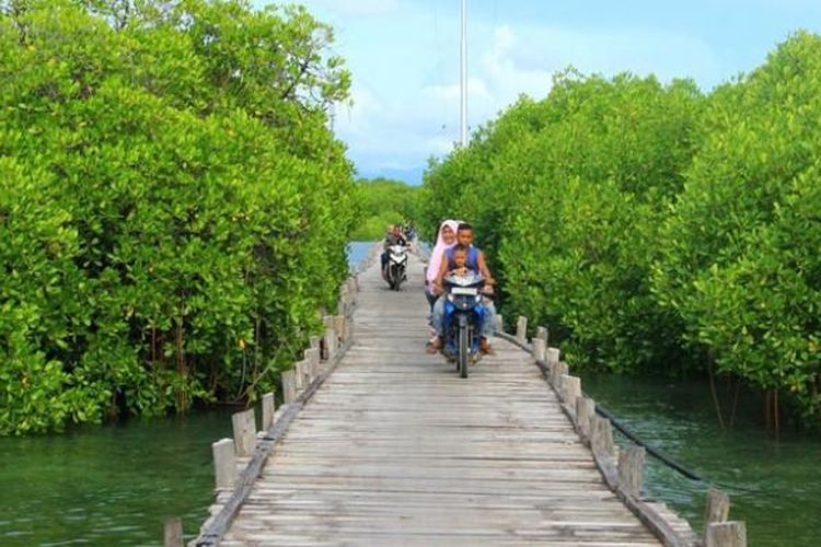 Mangrove di Pulau Osi