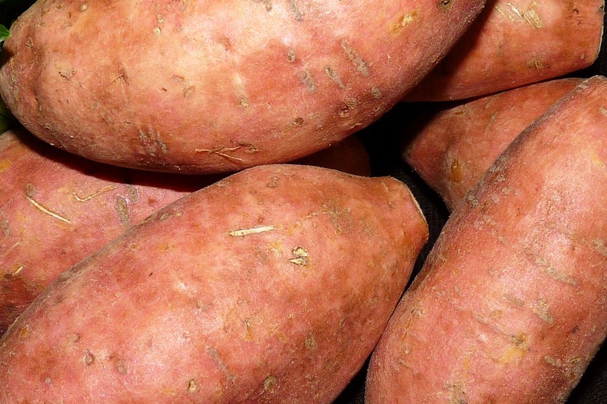 Ilustrasi ubi jalar. 