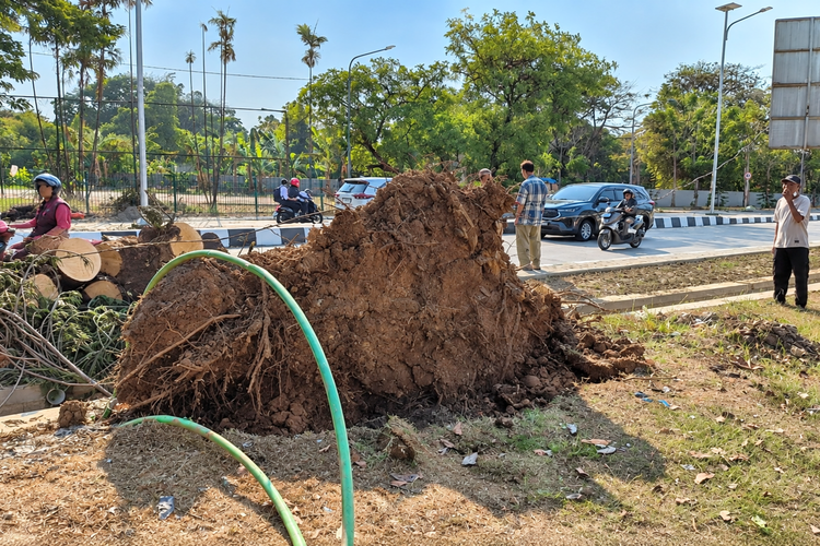 Pohon Cemara Tumbang Timpa 3 Kendaraan di Bekasi, 1 Jadi Korban
