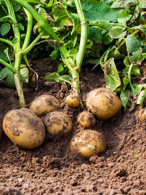 Ilustrasi kentang, tanaman umbi yang banyak dijumpai
