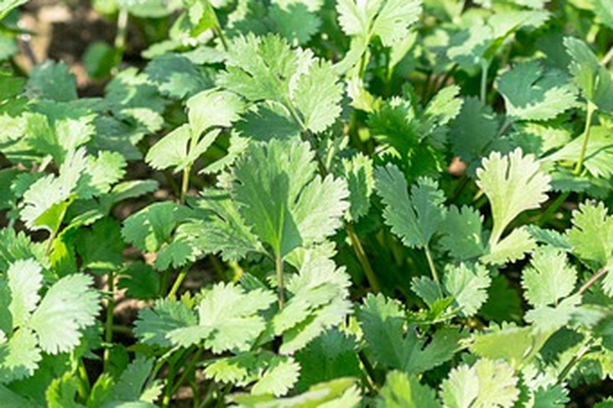 Ilustrasi tanaman ketumbar dalam pot