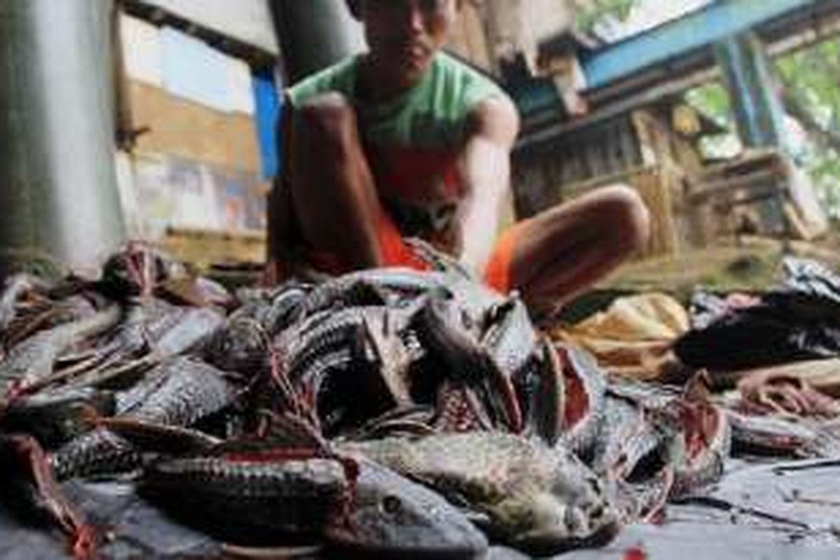 Para pencari ikan sapu-sapu menguliti ikan tersebut di tepi Ciliwung di bawah Jalan MT Haryono, Jakarta Timur, Kamis (25/8). Dalam sehari, mereka mendapatkan rata-rata 20 kilogram daging ikan sapu-sapu yang dijual Rp 15.000 per kilogram. Banyaknya ikan sapu-sapu di Ciliwung menjadi salah satu indikator kondisi sungai masih tercemar. 
