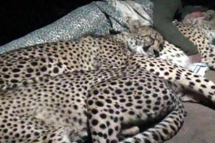 Dolph C Volker tidur bersama cheetah.