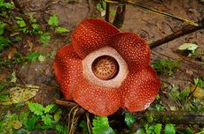 Dekorasi Natal Meriah Hiasi Kandang Gorila di Ragunan, Jadi Magnet Pengunjung