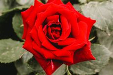 5 Kesalahan yang Harus Dihindari saat Menanam Bunga Mawar 