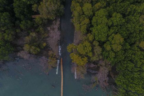 Permukaan Laut Naik, Hutan Mangrove Berpotensi Hilang pada 2050