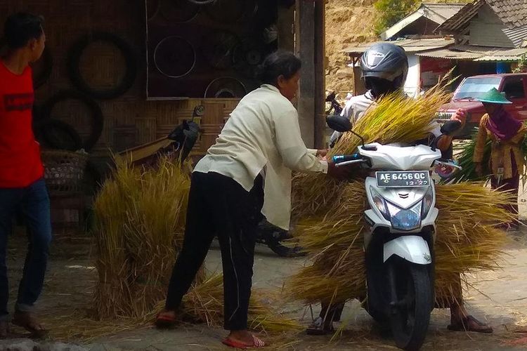 Musim kemarau membuat harga rumput pakan ternak  di Kabupaten Magetan melonjak naik. Penjual pakan ternak memilih memborong padi petani yang gagal panen untuk dijual sebagai pakan ternak.