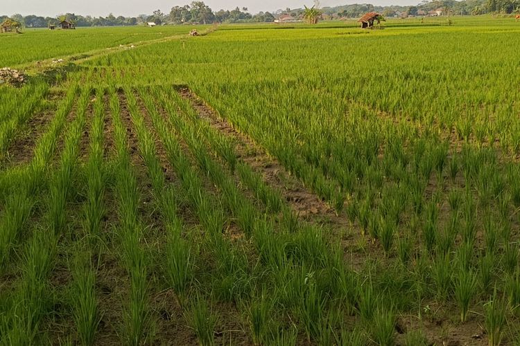 Petani di Subang Was-was, Sawah Mengering dan Terancam Gagal Panen
