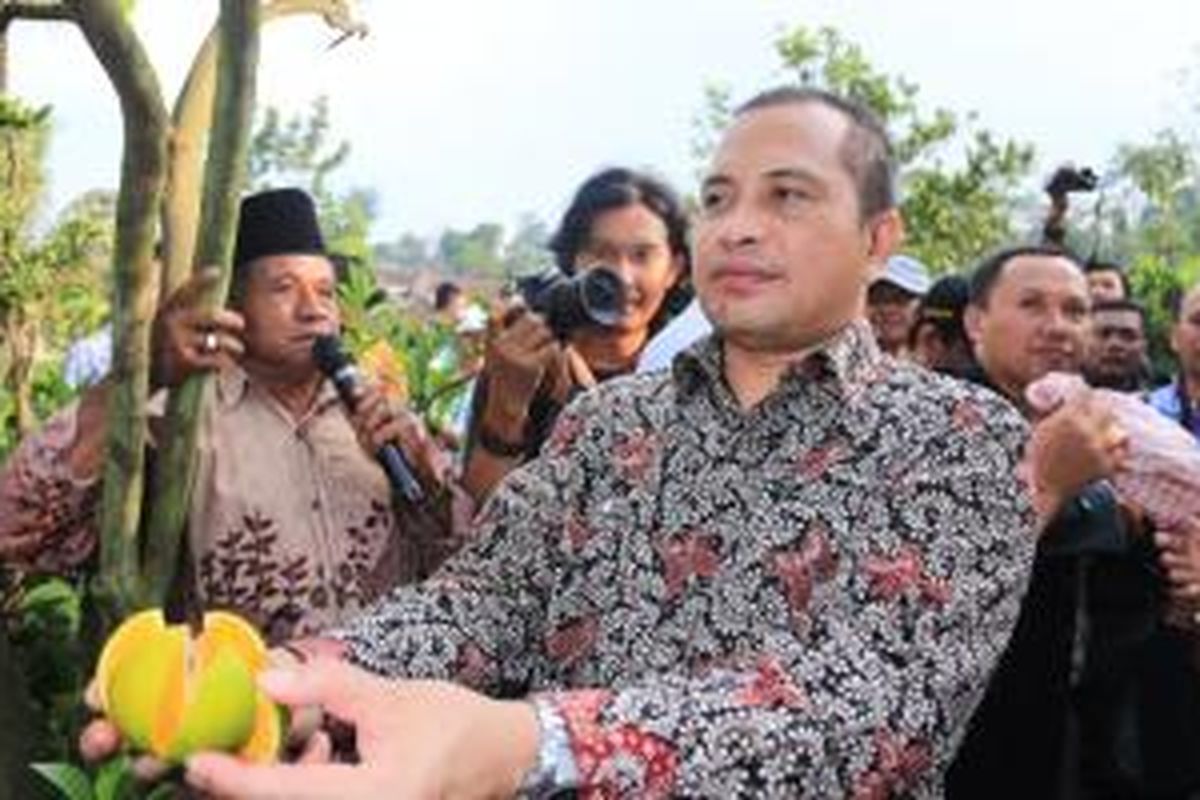 Menteri Desa, Pembangunan Daerah Tertinggal, dan Transmigrasi Marwan Jafar mencicipi jeruk di Desa Selorejo, Malang, Jawa Timur, Jumat (27/3/2015).