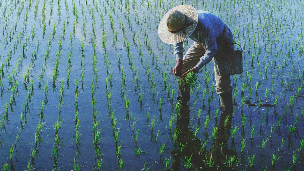 Imbas Perubahan Iklim, Kerugian Gagal Panen Global Tembus Rp 361,6 Triliun per Tahun