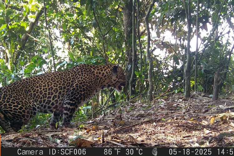 Tangkapan layar kamera jebak tim ekspedisi macan tutul di Pegunungan Sanggabuana.