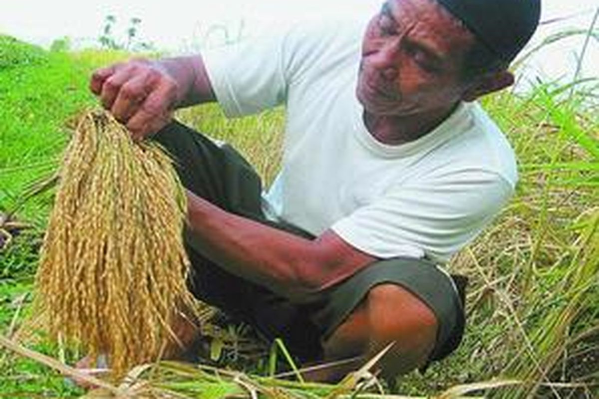 Padi super toy di tangan petani Purworejo