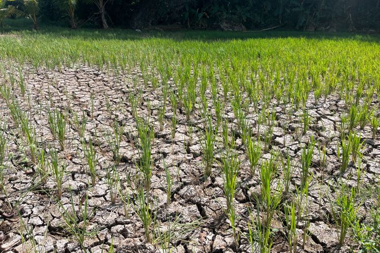 Kemarau Ancam 60 Hektare Sawah di Pangandaran Gagal Panen, Tanah Pecah dan Padi Menguning