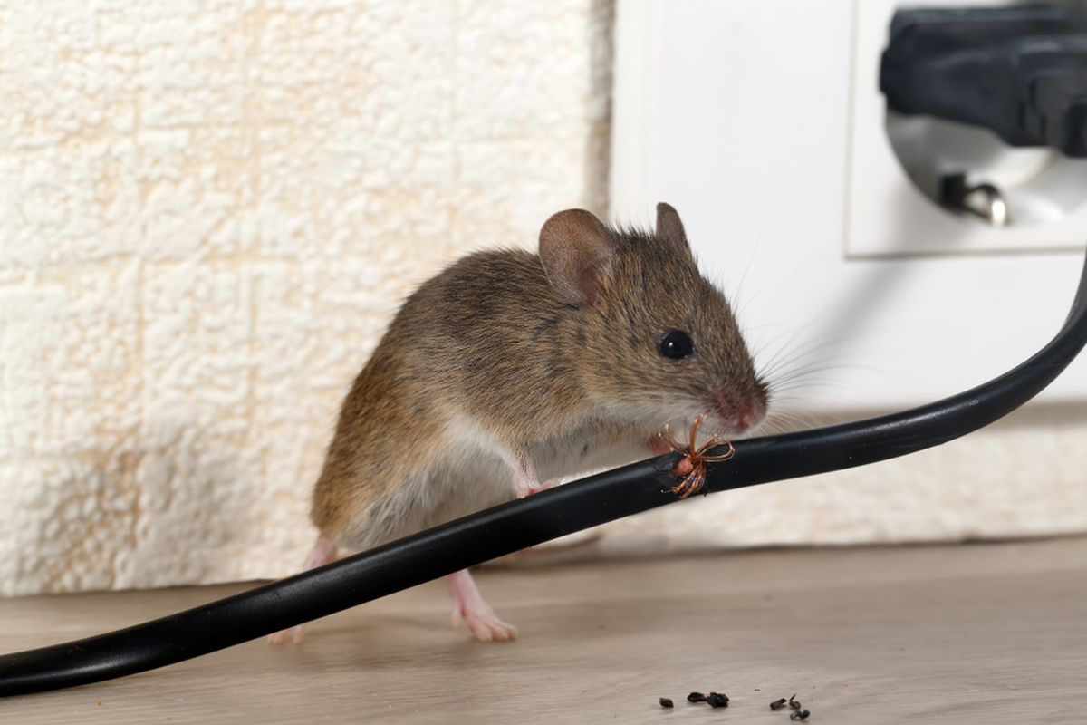 Ilustrasi tikus menggigit kabel listrik. 