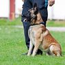 Handler: Anjing K9 Tidak Bisa Disamakan dengan Peliharaan di Rumah