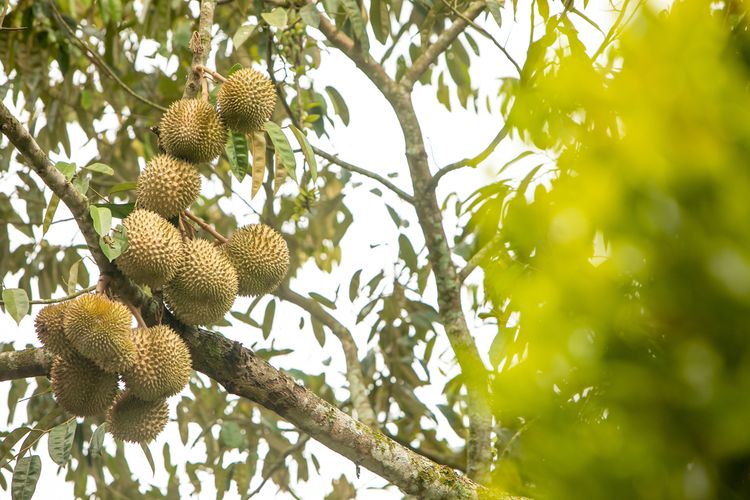 Ilustrasi durian musang king.