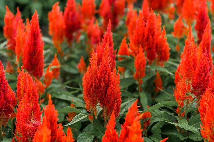Bunga Celosia DOK. Shutterstock