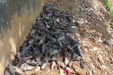 Viral, Video Ribuan Ikan Sapu-sapu Mati di Kali Baru Kramatjati