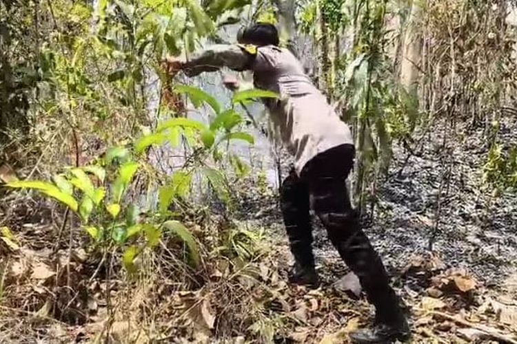 Puntung Rokok Diduga Picu Kebakaran Lahan 30 Hektar di Polman, Sebagian Ditanami Kakao