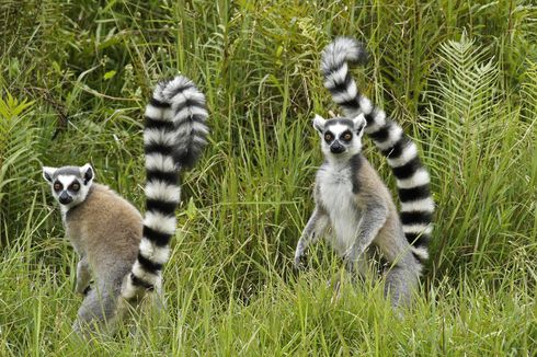 Peneliti Temukan Spesies Lemur yang Bisa Bernyanyi