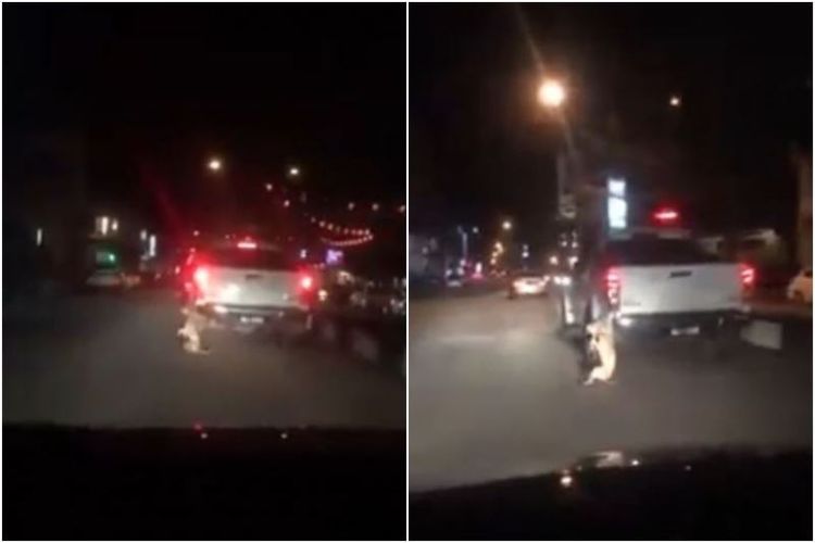 Video anjing diseret di belakang mobil pikap viral di Malaysia. Peristiwa tersebut terjadi pada Minggu (10/2/2019) malam. (MALAYSIA ANIMAL ASSOCIATION via Straits Times)