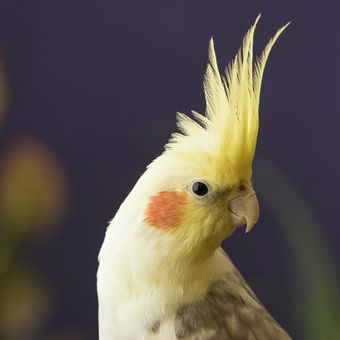 Ilustrasi burung Cockatiels