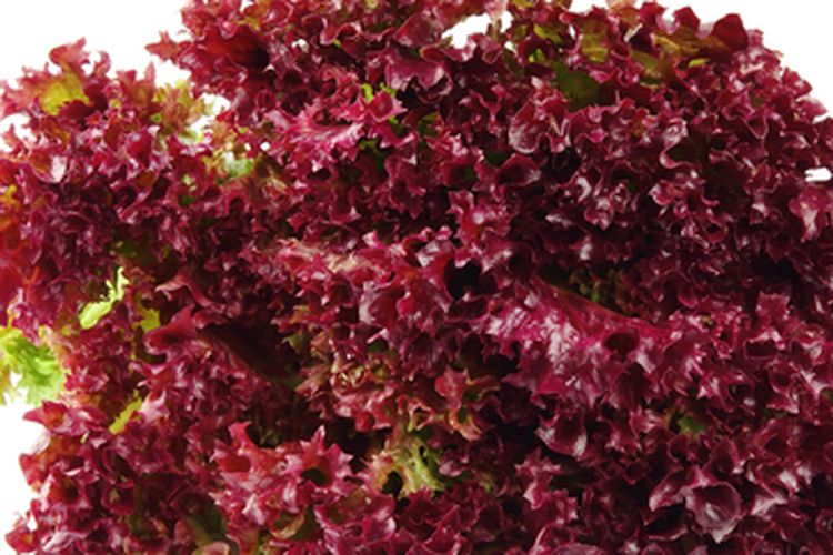 Selada merah, sayuran selada merah