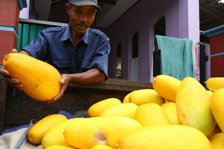 Petani memanen timun suri di Kunciran, Tangerang, Banten, Senin (21/05/2018). Timun suri menjadi salah satu buah favorit yang dijadikan bahan minuman untuk menu berbuka puasa.