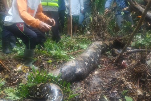 Cerita Warga Terancam Ular Piton Raksasa di Desa Terjun Gajah: Terbayang-bayang hingga Trauma