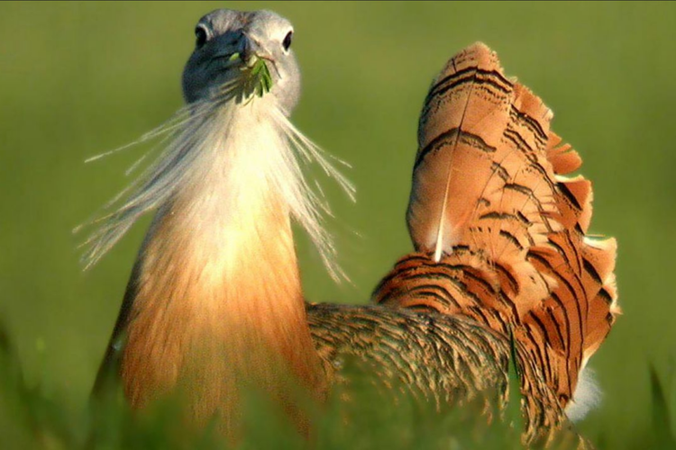 Burung bustard memakan tanaman tertentu sebagai obat antiparasit. Burung bustard adalah jenis burung terberat di dunia yang termasuk dalam hewan rentan dalam daftar hewan terancam punah IUCN.
