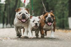 Ketahui, Ini Usia Hidup Anjing English Bulldog